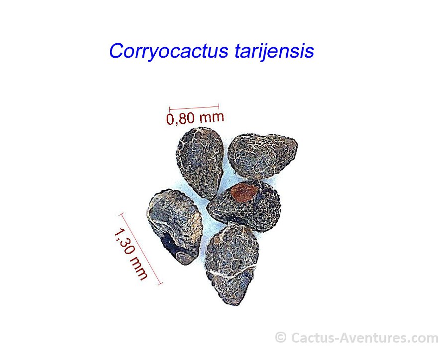 Corryocactus tarijensis